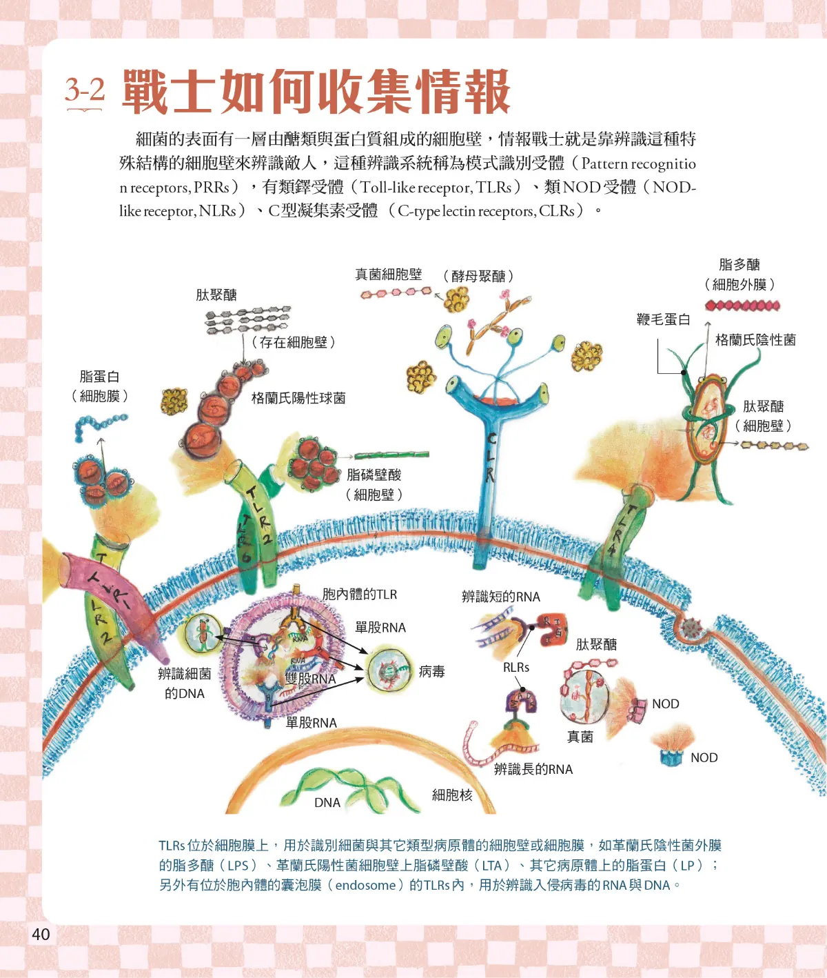 召喚免疫戰士 第 42 頁：3-2　戰士如何收集情報