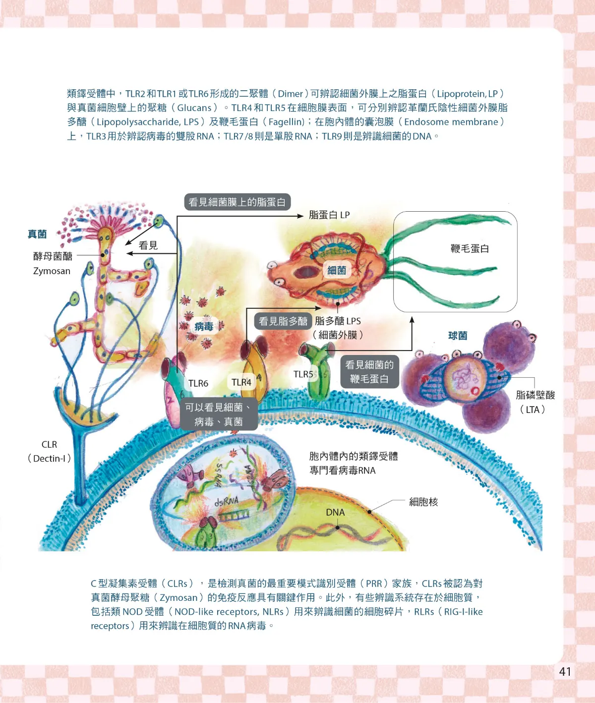 召喚免疫戰士 第 43 頁