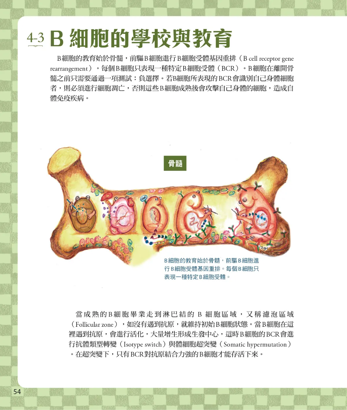 召喚免疫戰士 第 56 頁：4-3　B細胞的學校與教育